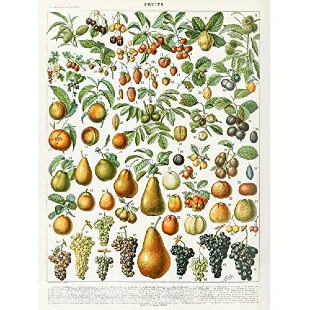 Artery8 Millot Encyclopedia Page Molluscs Shells Art Print Framed Poster Wall Decor 12x16 inch — view 74