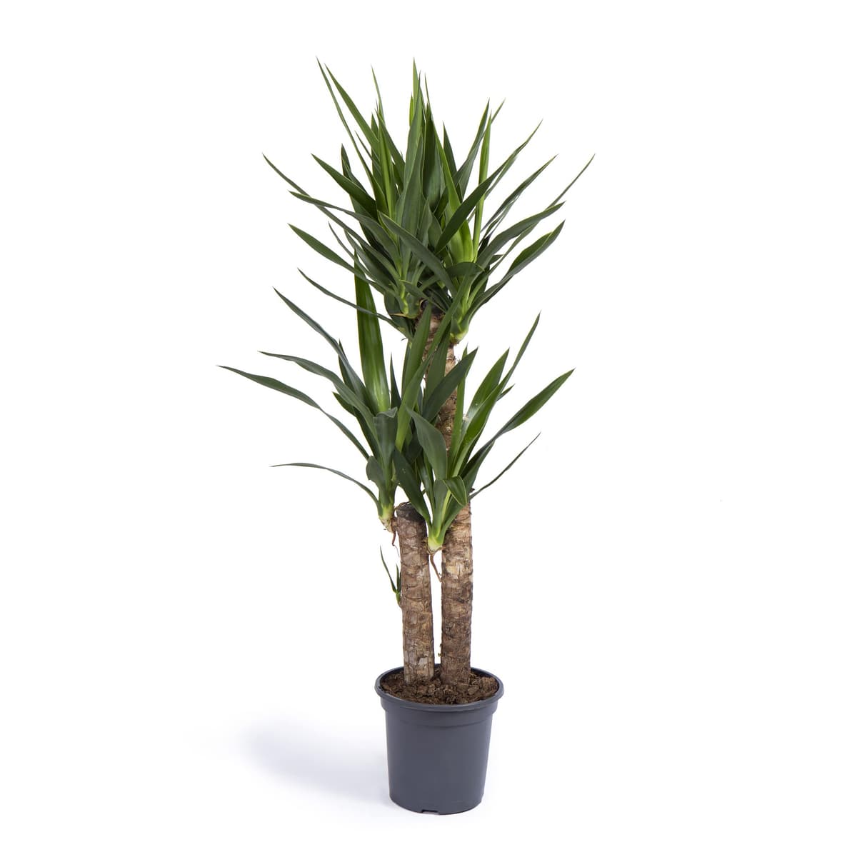Cool Green - Planta natural interior - Yuca Mediana | Decoracion hogar