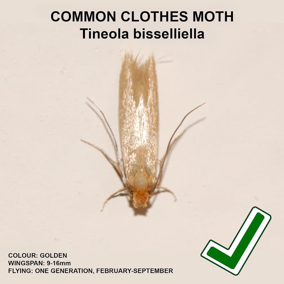 Entopest 10-Pack Clothes Moth Monitoring Traps – Refill for Room & Wardrobe Hanger Units – For Detection of Tineola bissellie — view 3