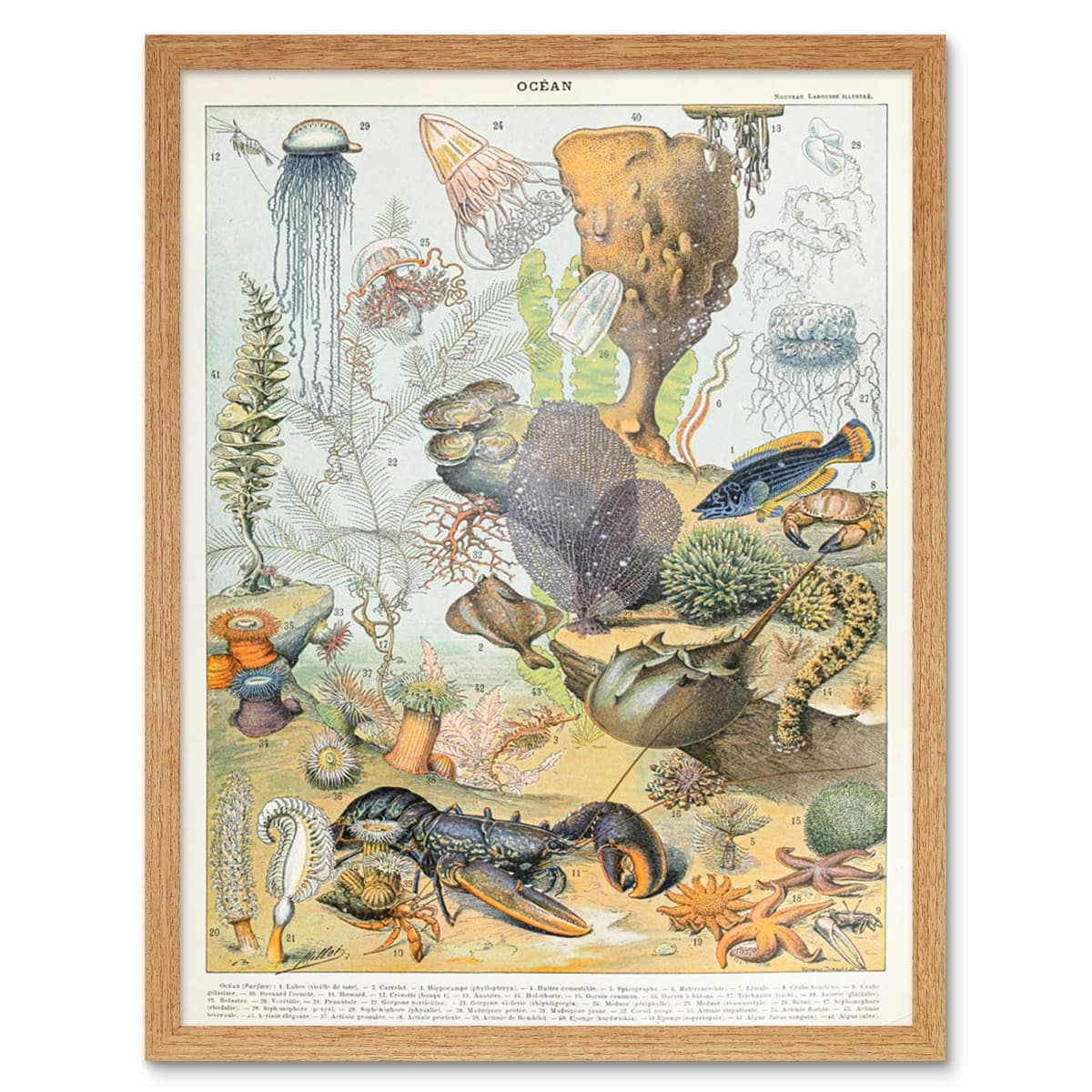 Artery8 Millot Encyclopedia Page Molluscs Shells Art Print Framed Poster Wall Decor 12x16 inch — view 91