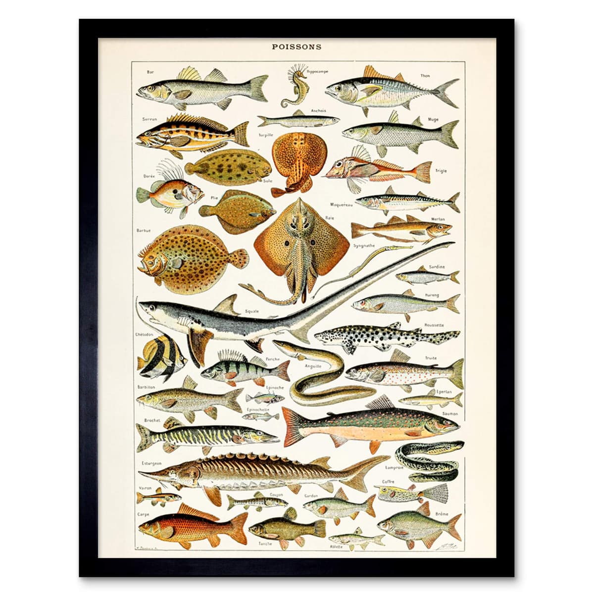 Artery8 Millot Encyclopedia Page Molluscs Shells Art Print Framed Poster Wall Decor 12x16 inch — view 120