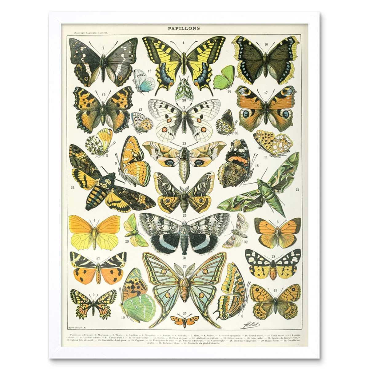 Artery8 Millot Encyclopedia Page Molluscs Shells Art Print Framed Poster Wall Decor 12x16 inch — view 59