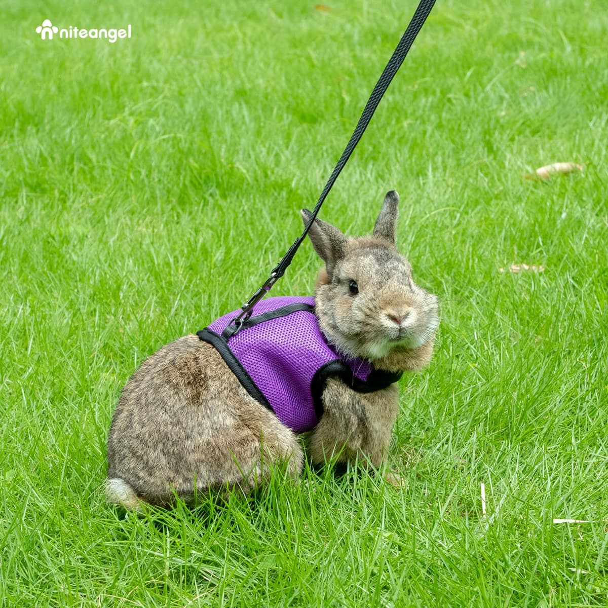 Niteangel Adjustable Soft Harness with Elastic Leash for Rabbits (XL, Purple) — view 6