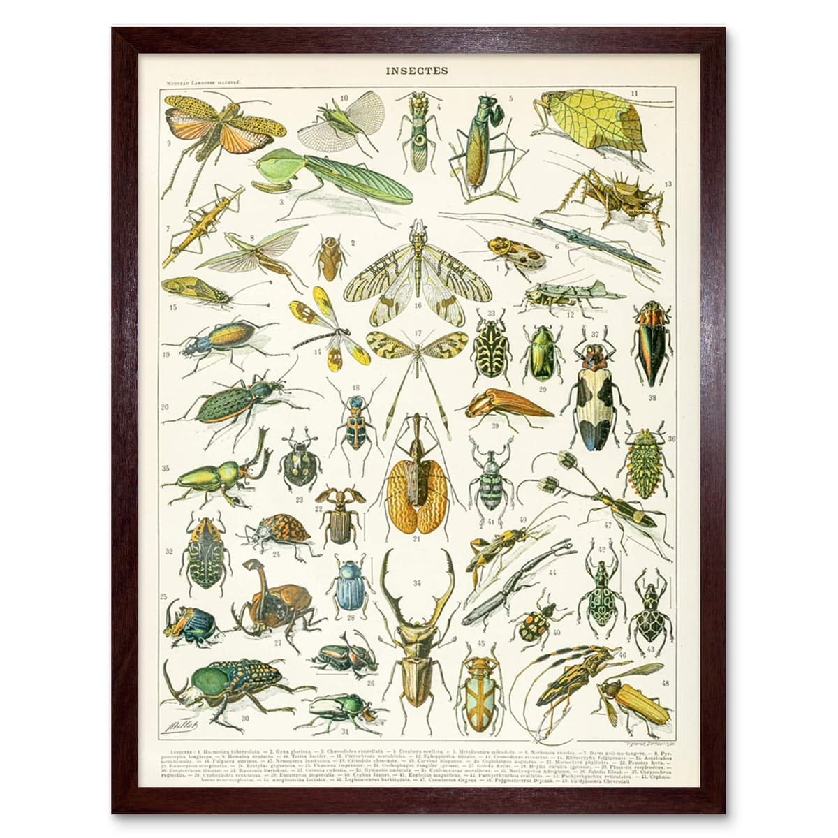 Artery8 Millot Encyclopedia Page Molluscs Shells Art Print Framed Poster Wall Decor 12x16 inch — view 26