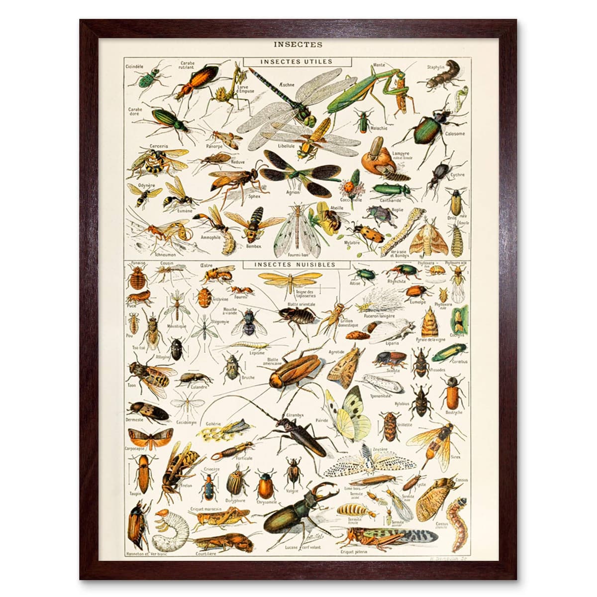 Artery8 Millot Encyclopedia Page Molluscs Shells Art Print Framed Poster Wall Decor 12x16 inch — view 46