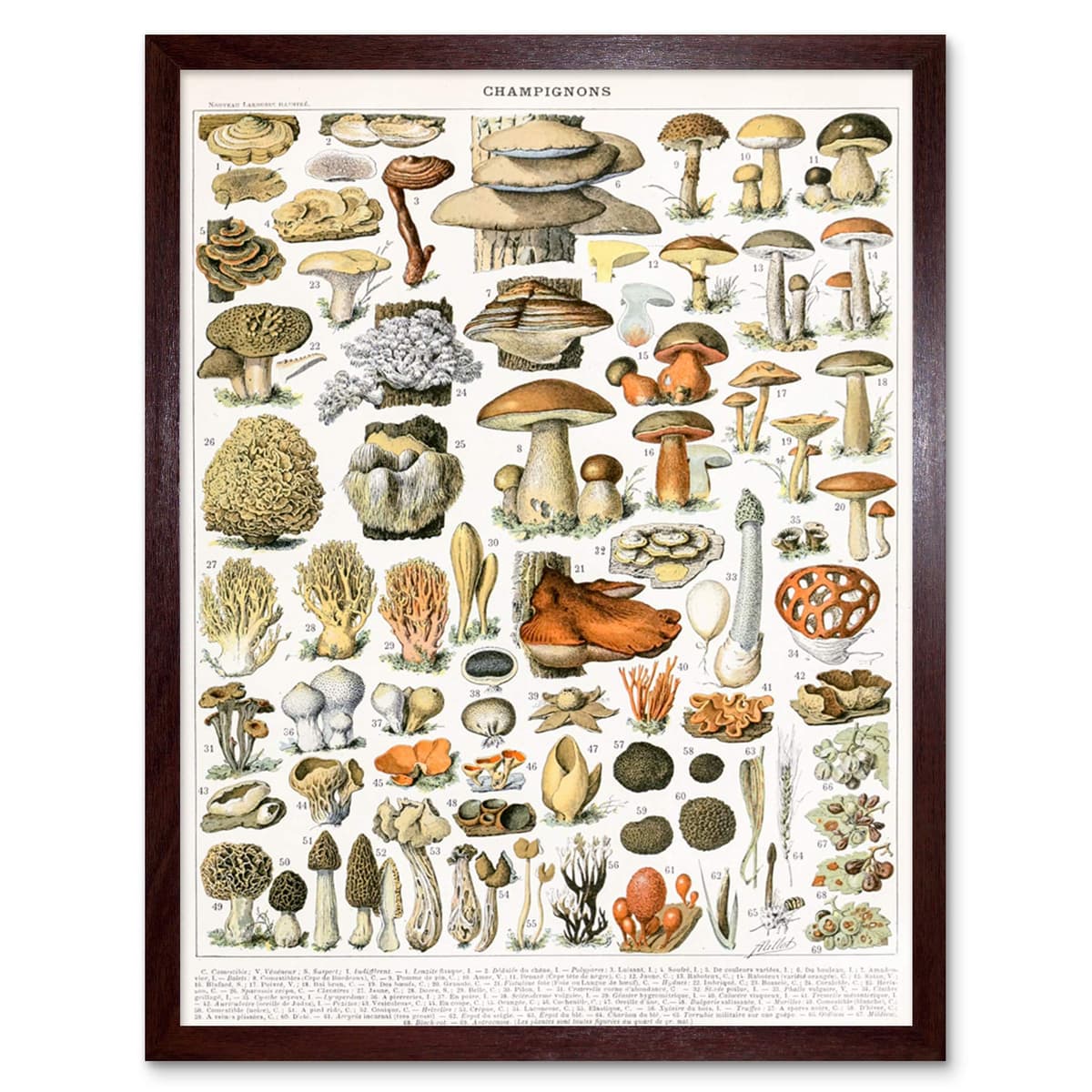 Artery8 Millot Encyclopedia Page Molluscs Shells Art Print Framed Poster Wall Decor 12x16 inch — view 105
