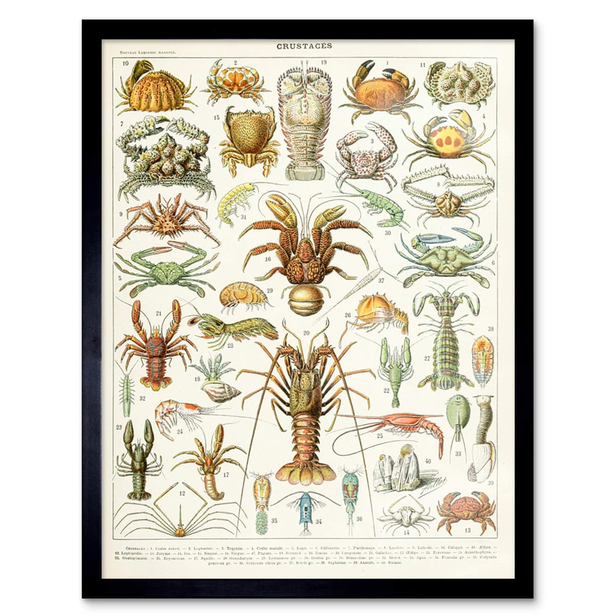 Artery8 Millot Encyclopedia Page Molluscs Shells Art Print Framed Poster Wall Decor 12x16 inch — view 130