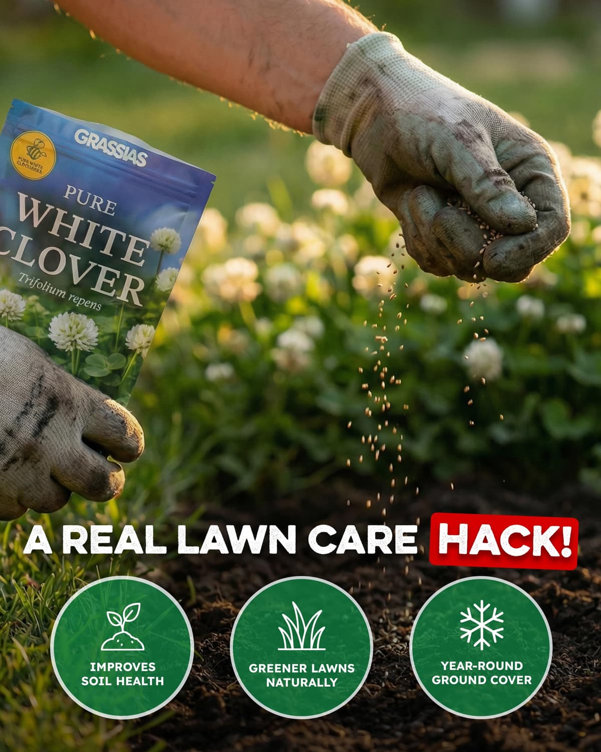 White Clover Lawn Seed – Small Leaf Micro Clover Ground Cover – Bee Friendly, Drought Resistant, Low Maintenance – Nitrogen Fixing Green Manure for Greener Gardens (250g) — view 2