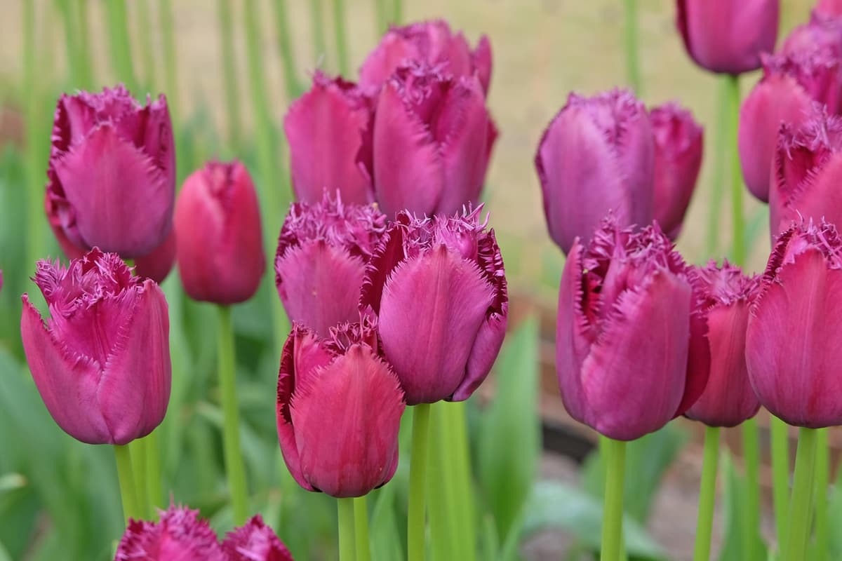 Lincolnshire Pond Plants Ltd - Tulipa Couleur Cardinal Plant Bulb x10 — view 4