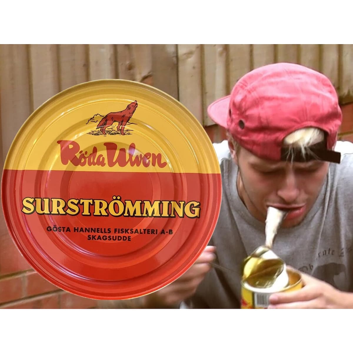 Surströmming ARENQUE | Especialidad sueca | Röda Ulven 300g/400g Lata (arenque fermentado) | Desafío Surströmming | Pescado de Suecia