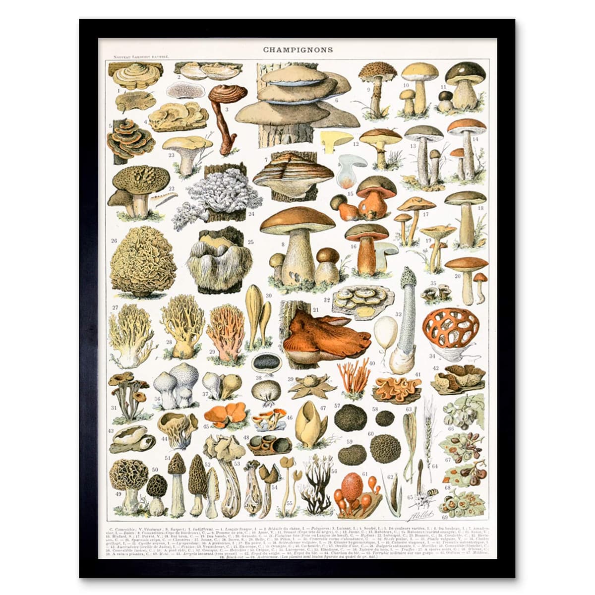 Artery8 Millot Encyclopedia Page Molluscs Shells Art Print Framed Poster Wall Decor 12x16 inch — view 126