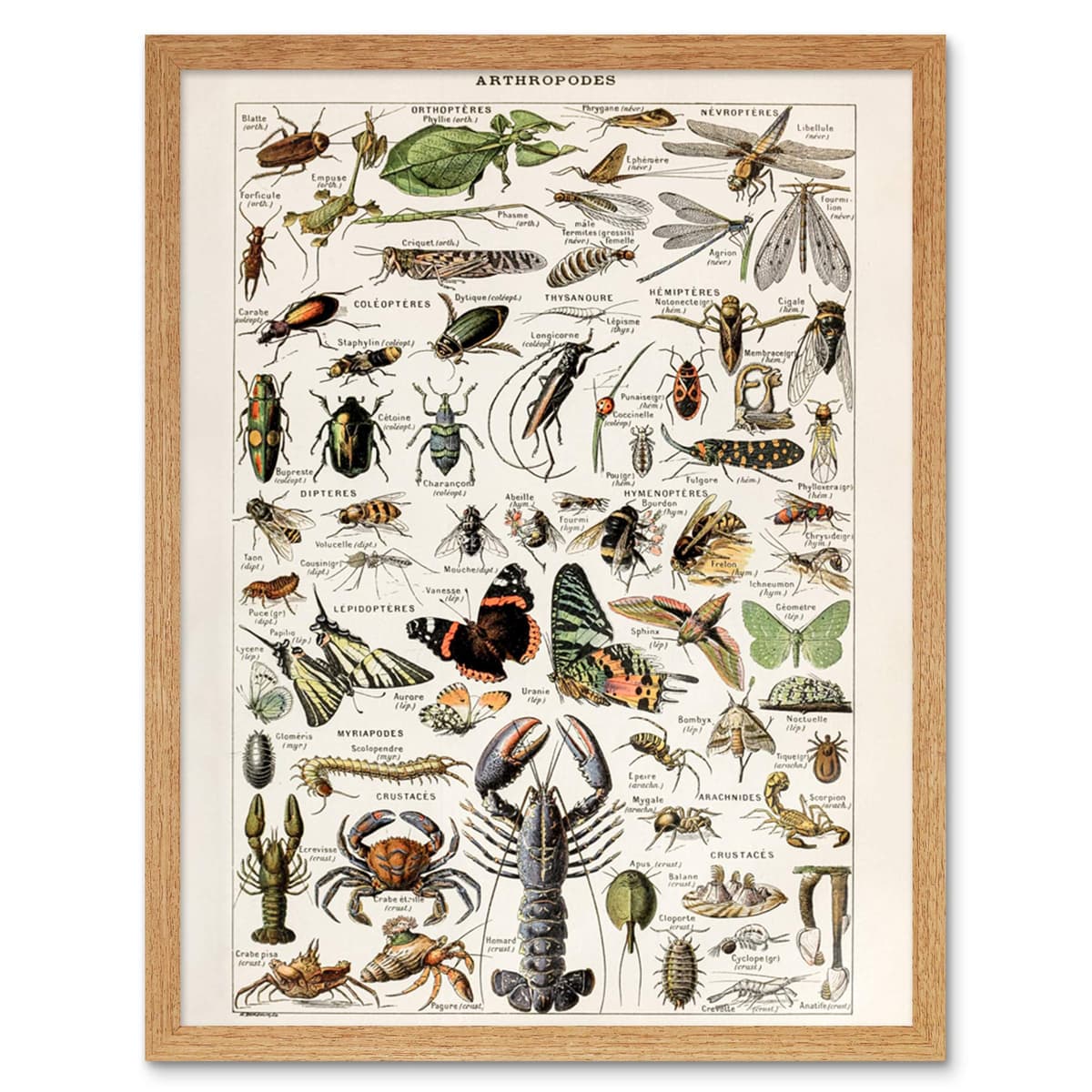 Artery8 Millot Encyclopedia Page Molluscs Shells Art Print Framed Poster Wall Decor 12x16 inch — view 93