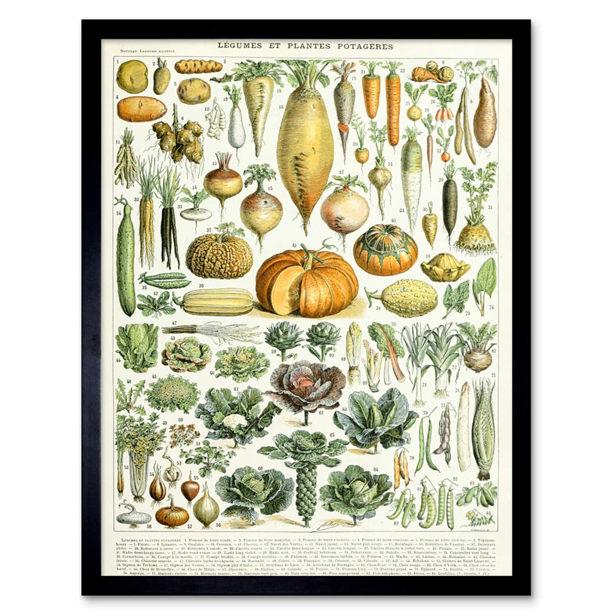 Artery8 Millot Encyclopedia Page Molluscs Shells Art Print Framed Poster Wall Decor 12x16 inch — view 122