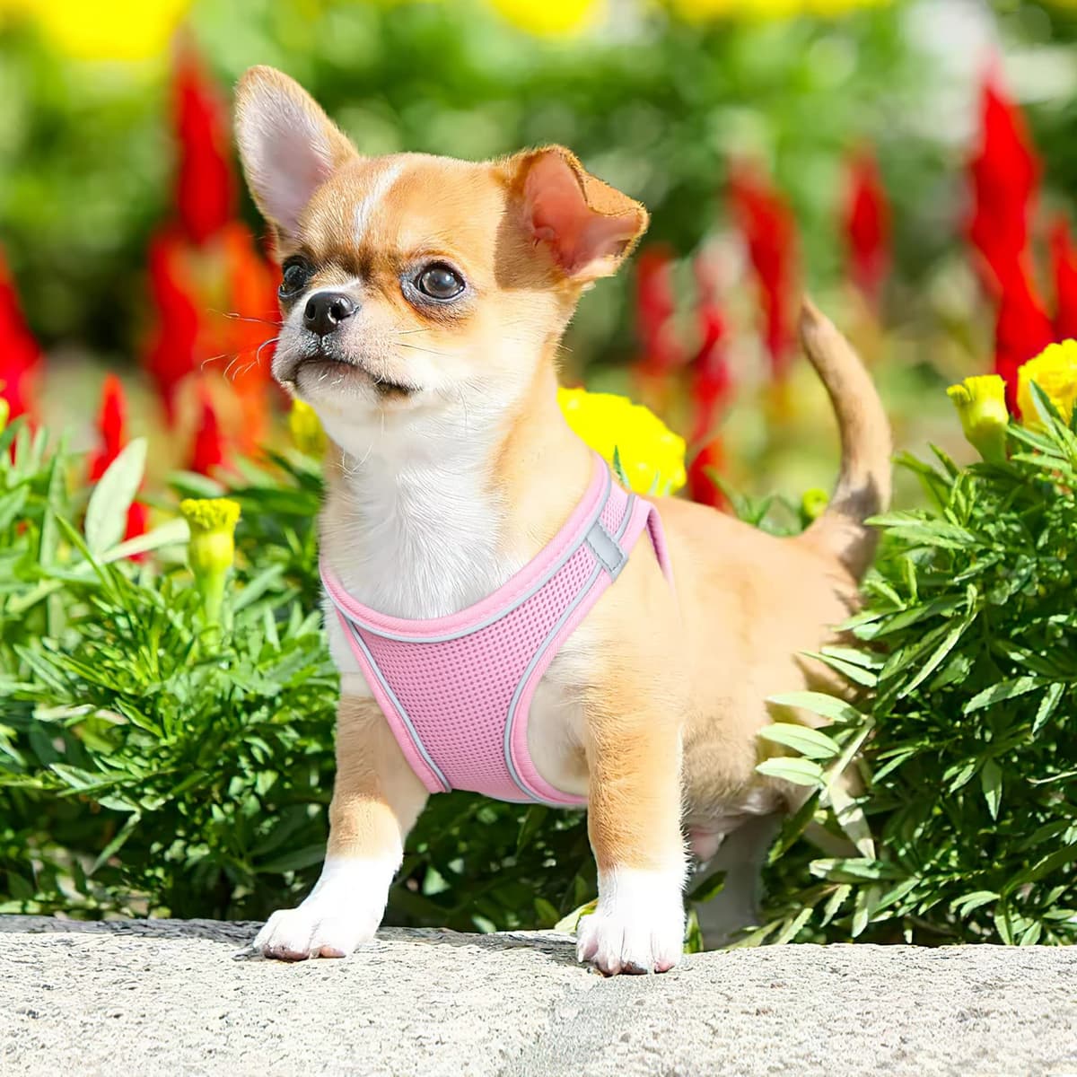 HEELE Arnes Perro Pequeño con Lineas Reflecantes Arnés Perro Antitirones Ajustable Suave Acolchado Cómodo para Viajar Pasear con Mascota, Rosa, S — view 5