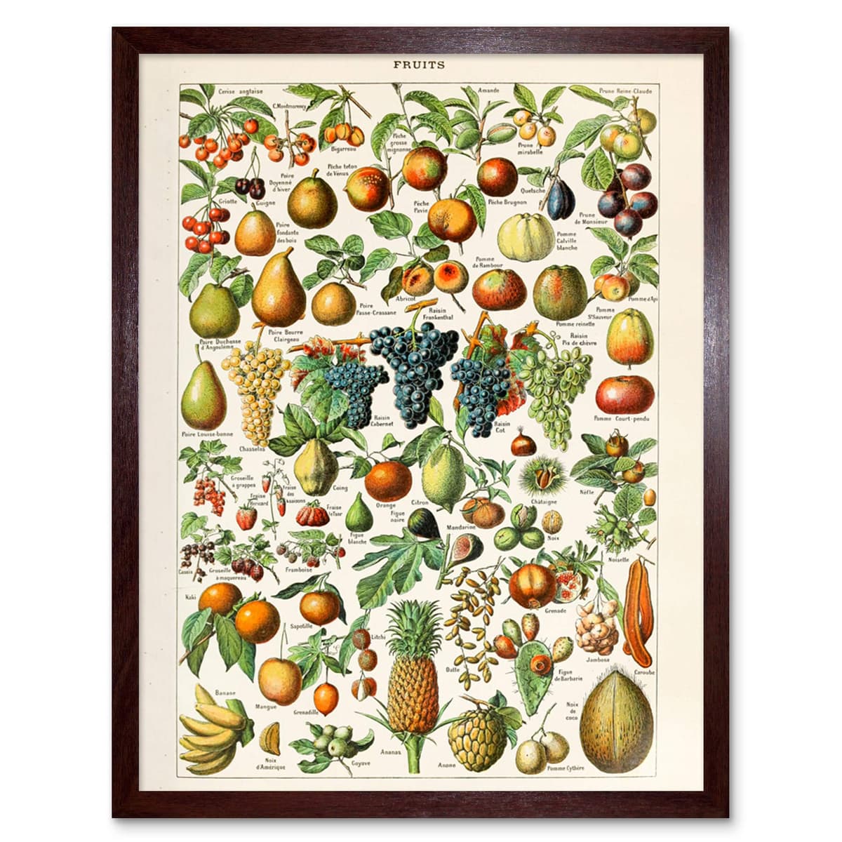 Artery8 Millot Encyclopedia Page Molluscs Shells Art Print Framed Poster Wall Decor 12x16 inch — view 33