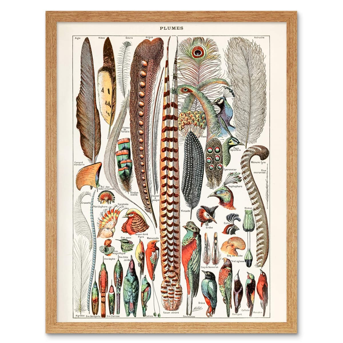 Artery8 Millot Encyclopedia Page Molluscs Shells Art Print Framed Poster Wall Decor 12x16 inch — view 137