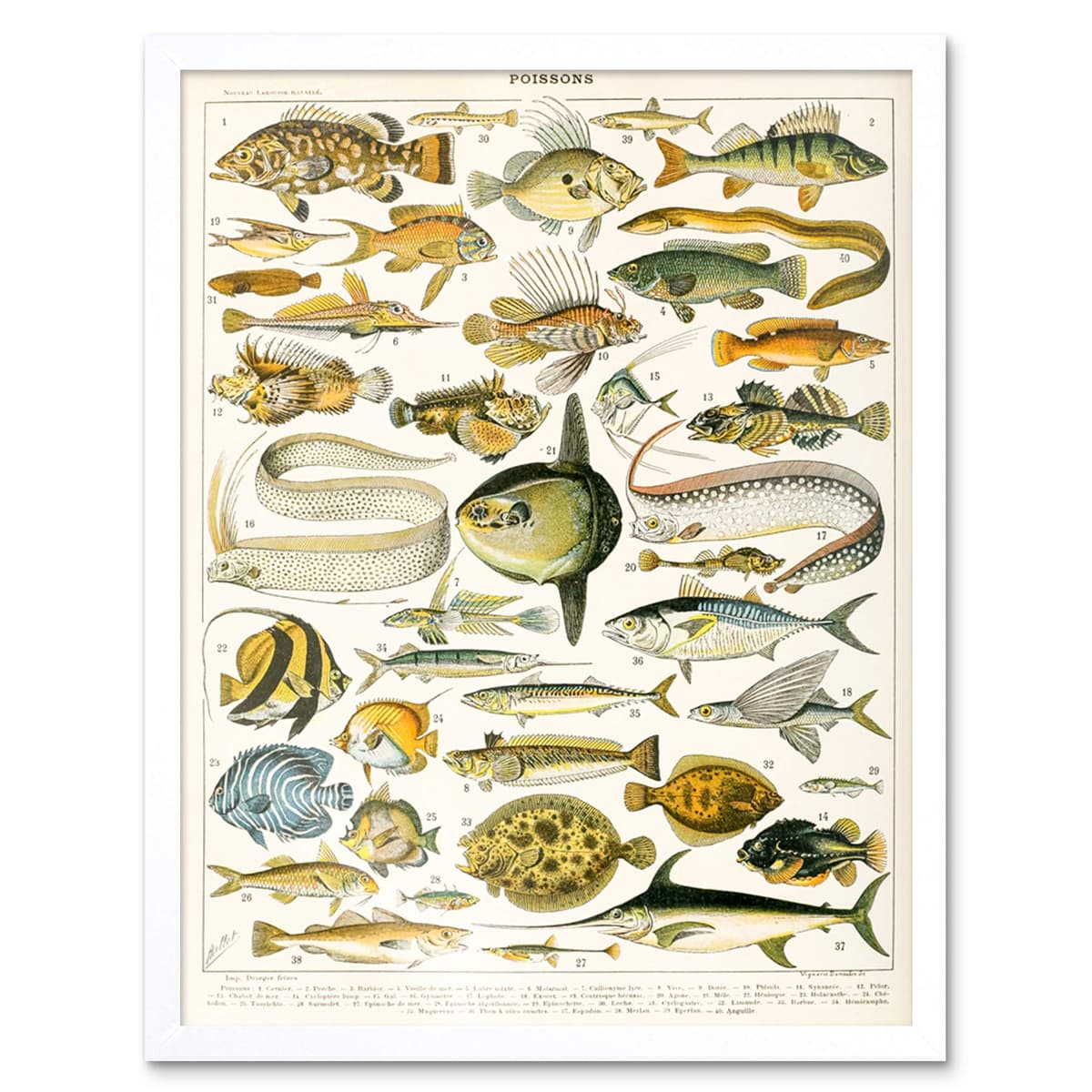 Artery8 Millot Encyclopedia Page Molluscs Shells Art Print Framed Poster Wall Decor 12x16 inch — view 160