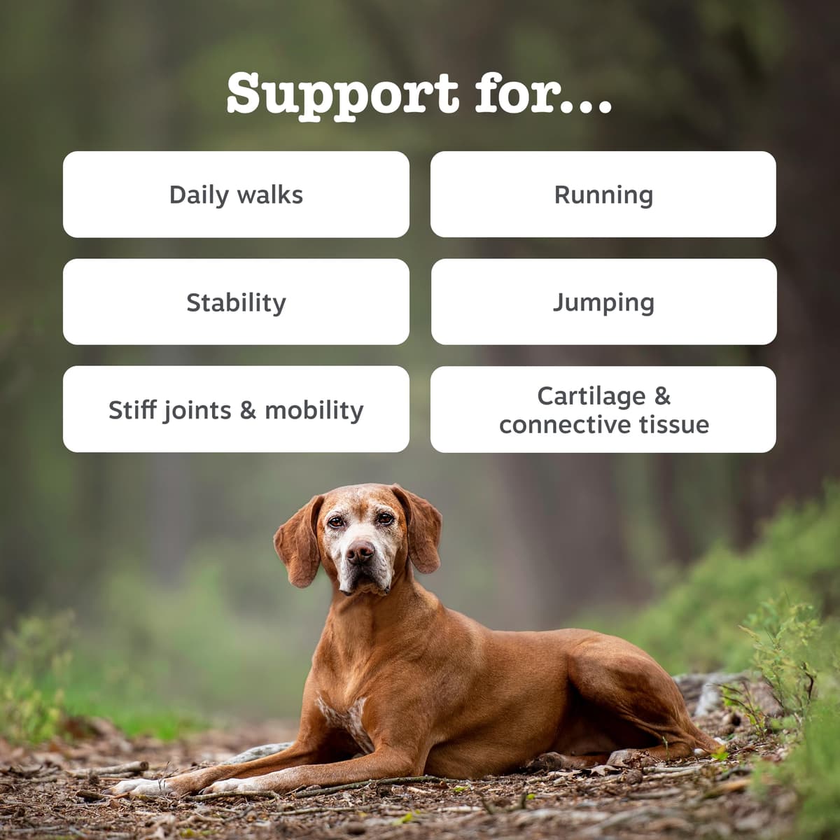 Zesty Paws Hip & Joint Chews for Dogs | Supports Joint Flexibility, Mobility, Healthy Cartilage & Helps Soothe Stiff Joints | With Glucosamine, Chondroitin, Green-Lipped Mussel | Daily Use | 90 Chews — view 2