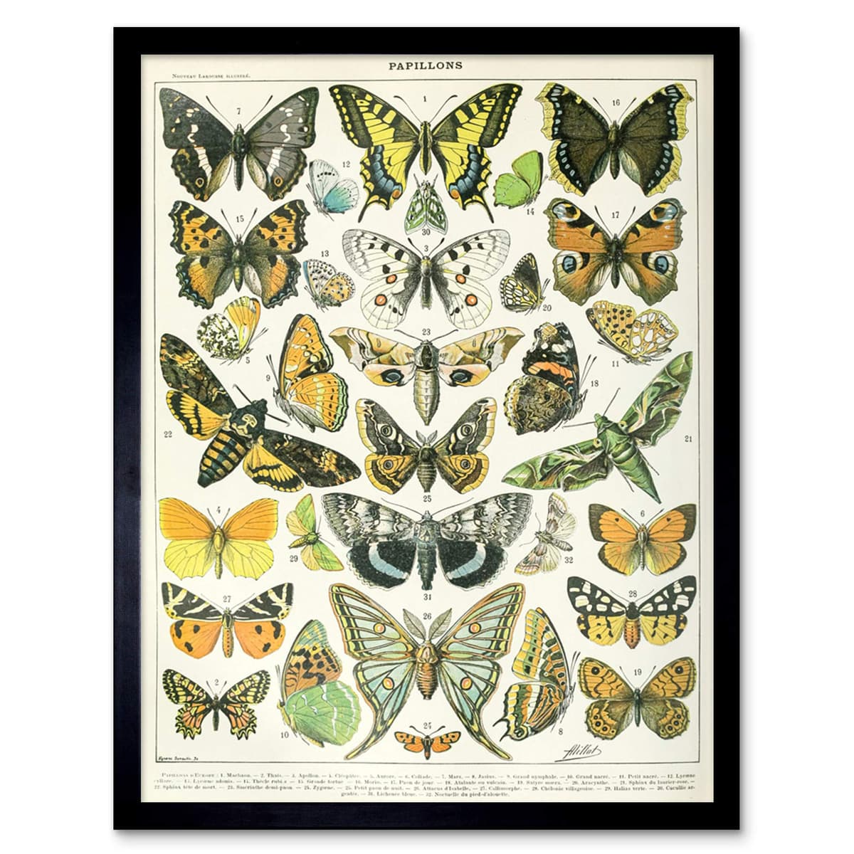 Artery8 Millot Encyclopedia Page Molluscs Shells Art Print Framed Poster Wall Decor 12x16 inch — view 112