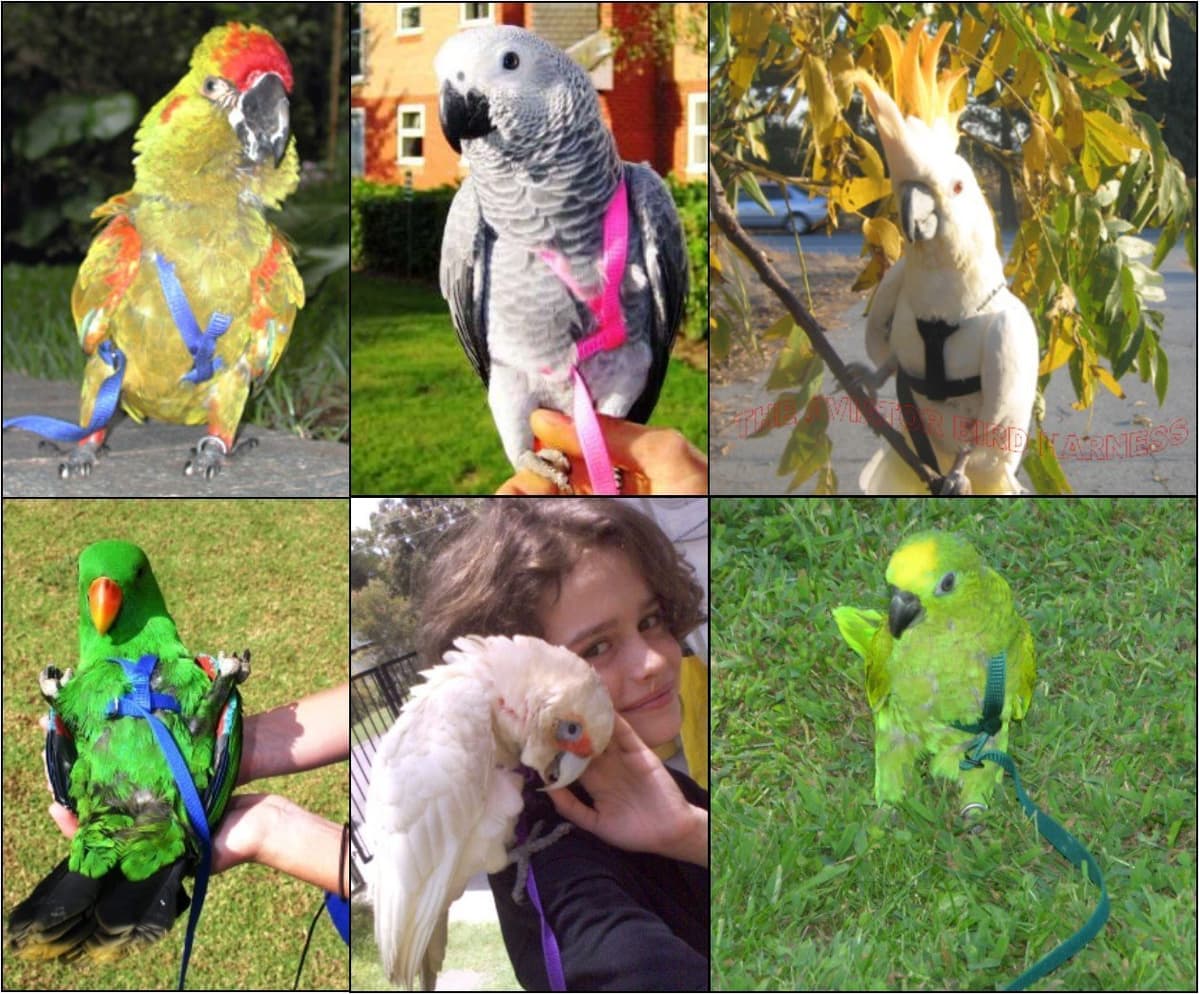 The AVIATOR Pet Bird Harness and Leash: Medium Blue — view 5