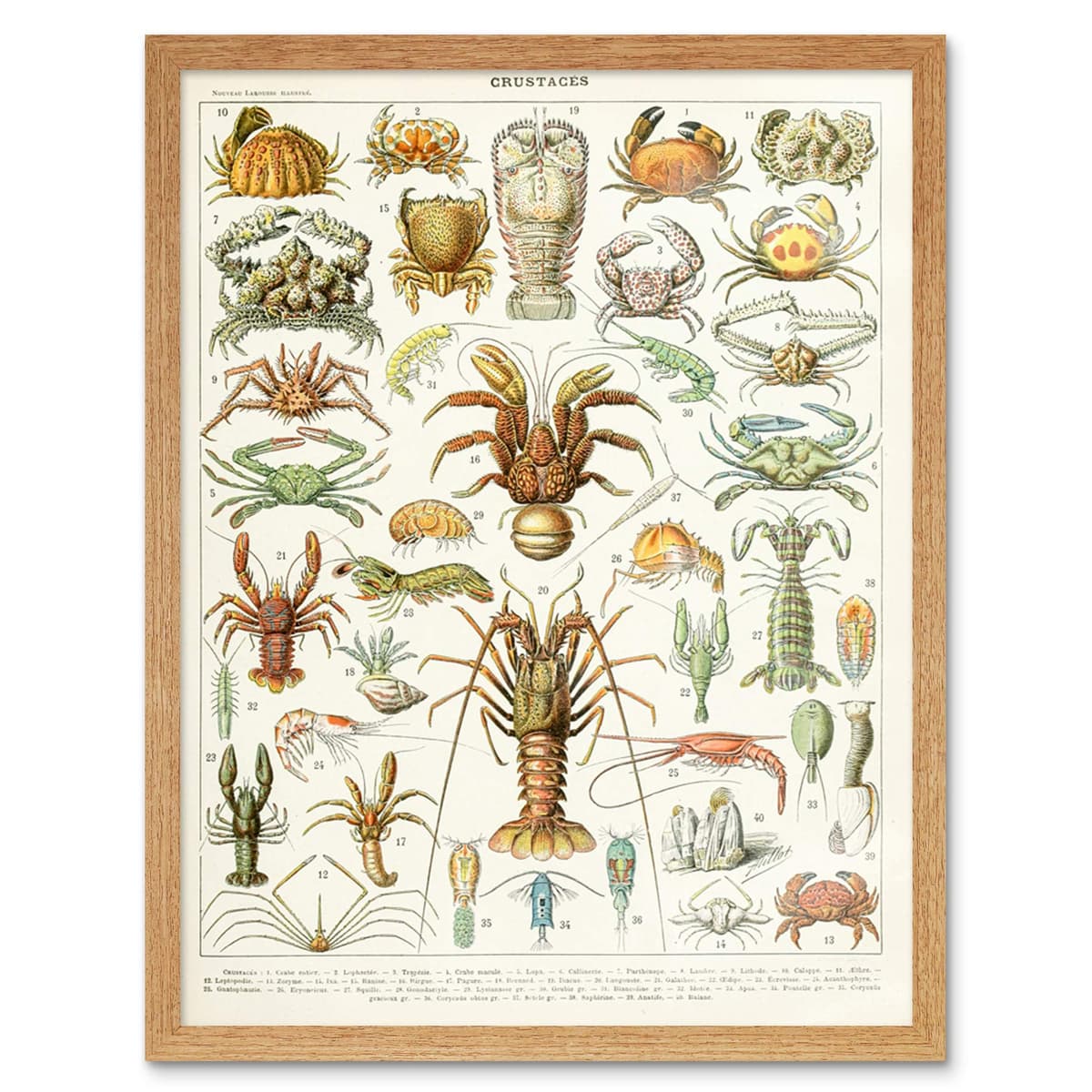 Artery8 Millot Encyclopedia Page Molluscs Shells Art Print Framed Poster Wall Decor 12x16 inch — view 51