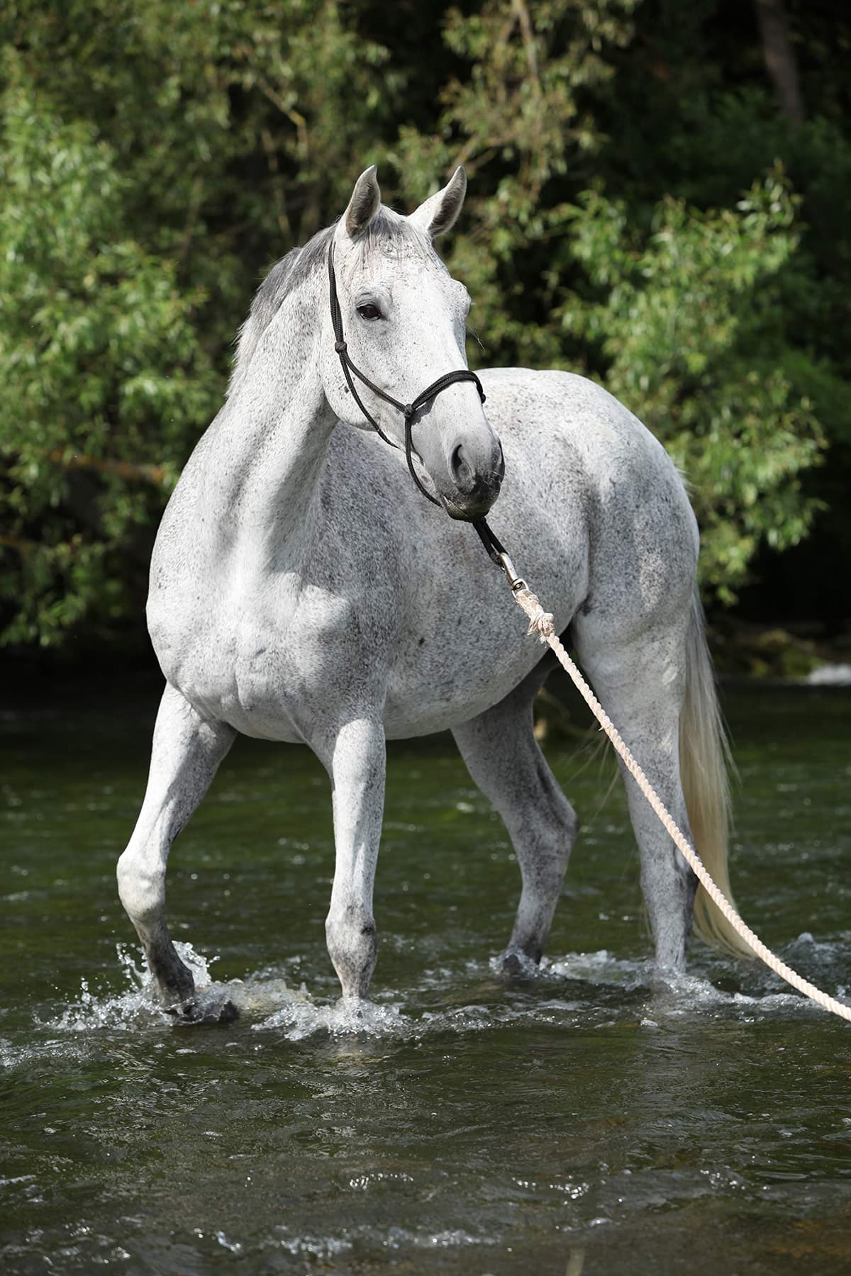 Parelli Training Natural Rope Headcollar in 11 Sizes - Miniature Foal Shetland Weaning Pony Cob Arabian Full Horse Extra Full and Draft — view 2