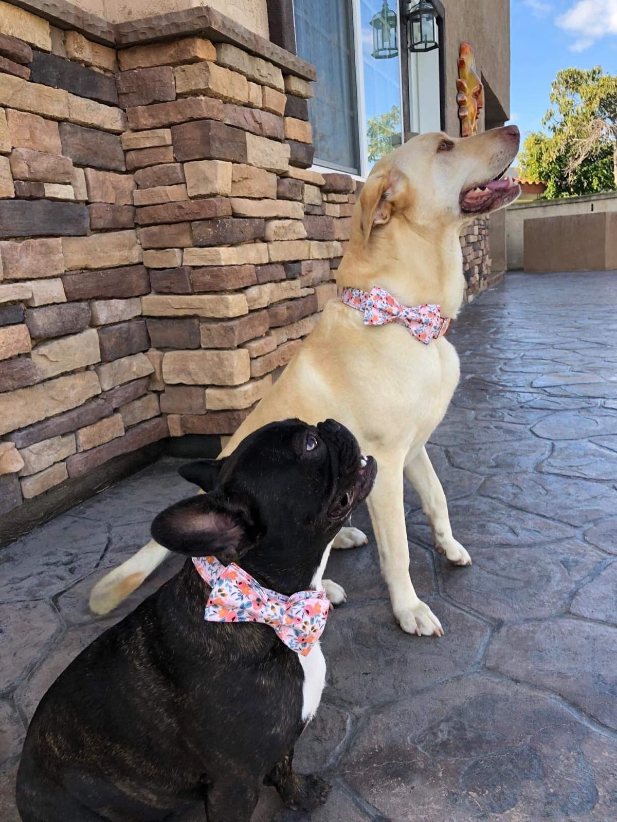 Unique Style Paws Dog Collar,Bow tie Collar, Comfortable Collars for Dogs and Cats Small Medium Large, Adjustable Bowtie Dog Collar XXS-XL — view 5