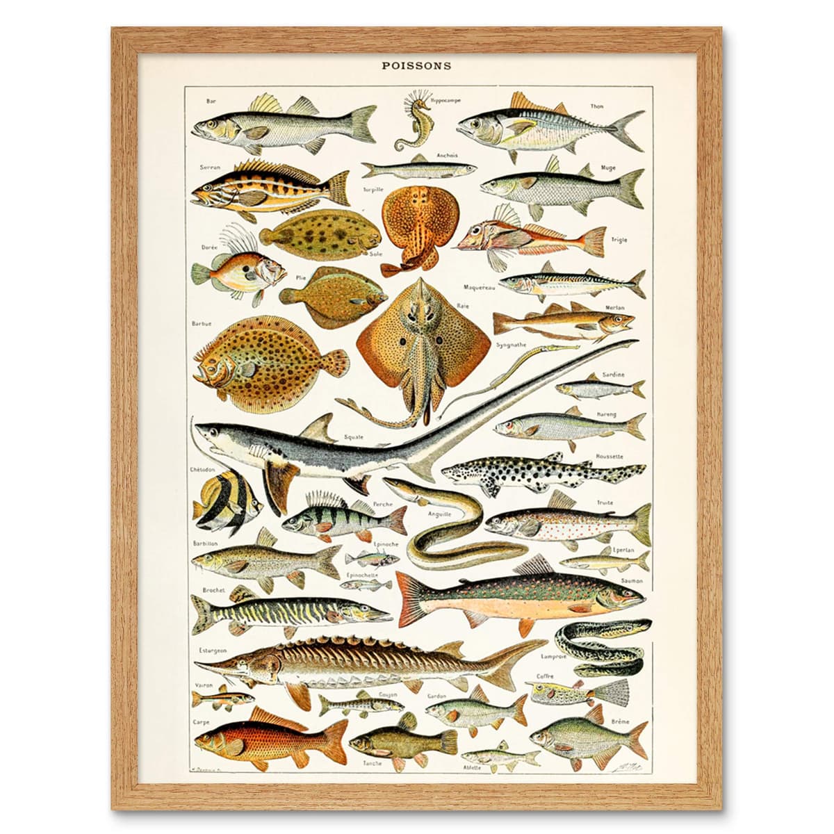 Artery8 Millot Encyclopedia Page Molluscs Shells Art Print Framed Poster Wall Decor 12x16 inch — view 20