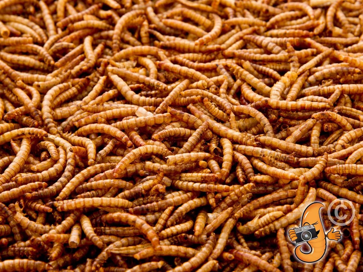 Chubby Mealworms Refill Bag (800g), Dried Mealworms For Wild Birds, Protein Rich Dried Meal Worm, High Energy for Birds, Reptiles, Geckos, Ducks — view 4