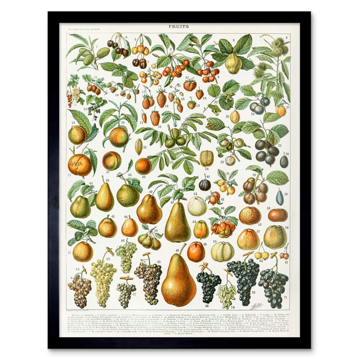 Artery8 Millot Encyclopedia Page Molluscs Shells Art Print Framed Poster Wall Decor 12x16 inch — view 174