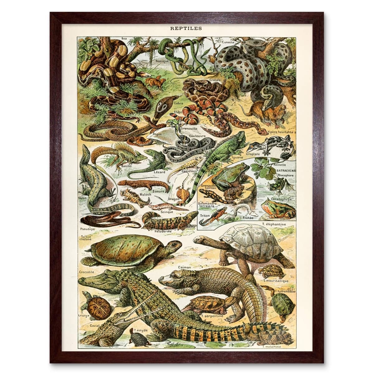 Artery8 Millot Encyclopedia Page Molluscs Shells Art Print Framed Poster Wall Decor 12x16 inch — view 15