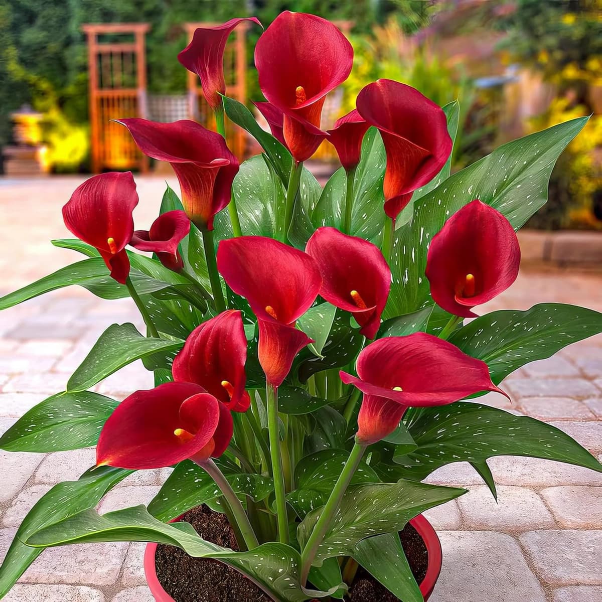 Zantedeschia Calla Lirio Pasión Roja - 5 Bulbos de Flores Exterior - Plantas Naturales Exterior de Holanda - Plantas de Exterior Resistentes - Decoracion Jardin - Sin Semillas, No Artificiales — view 2