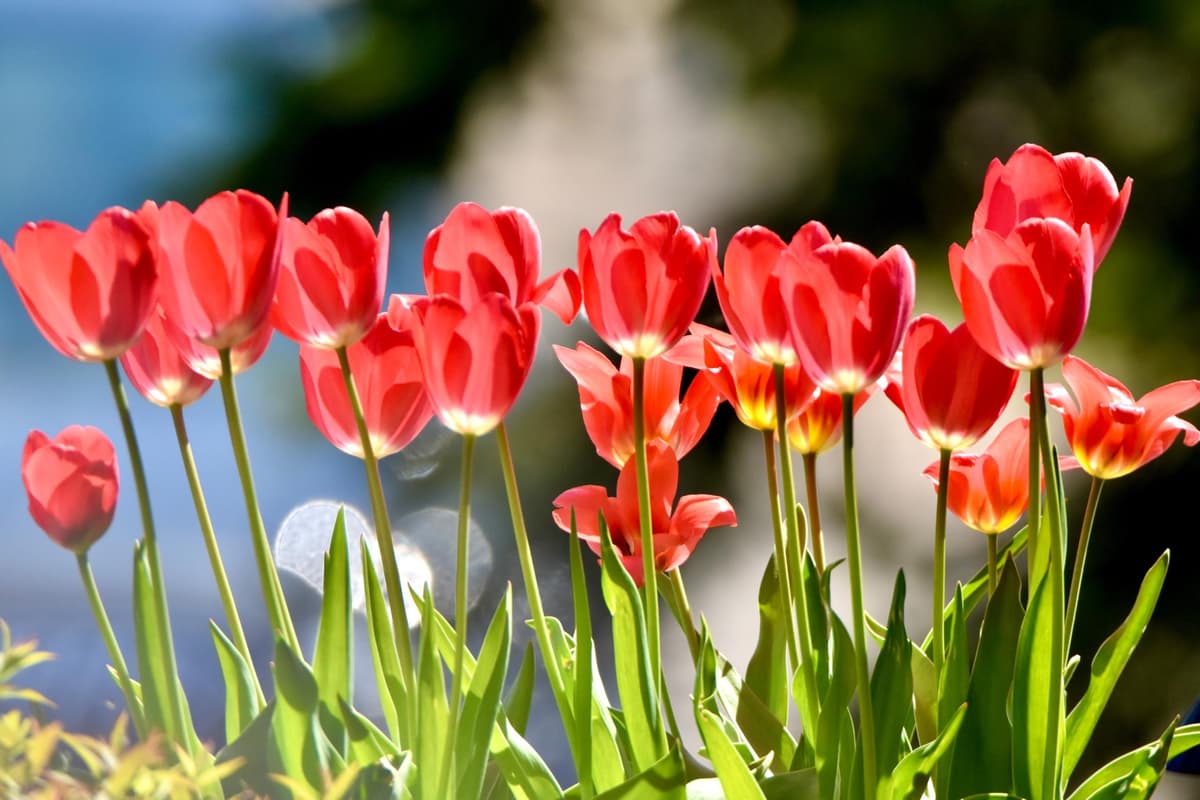 Lincolnshire Pond Plants Ltd - Tulipa Couleur Cardinal Plant Bulb x10 — view 5