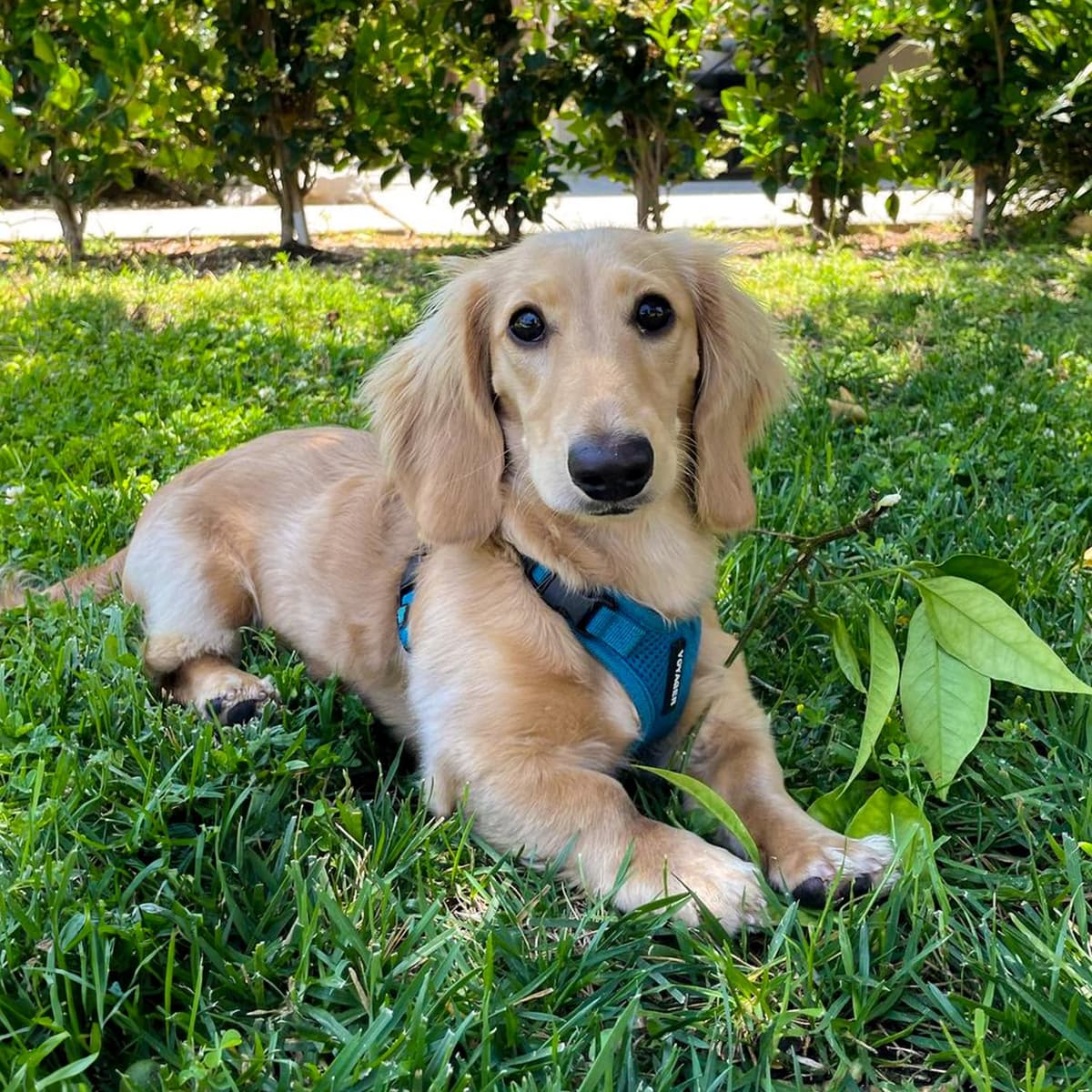 Best Pet Supplies Voyager Step-in Lock Pet Harness – All Weather Mesh, Adjustable Step in Harness for Cats and Dogs Turquoise (Matching Trim), XL (Chest: 22-36") — view 9