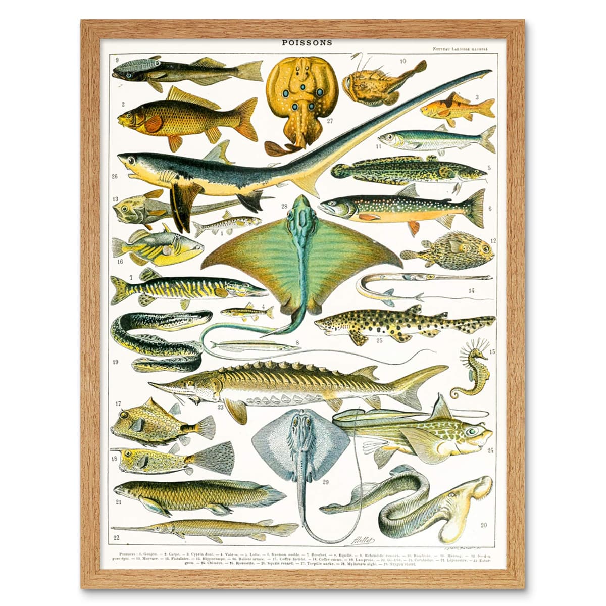 Artery8 Millot Encyclopedia Page Molluscs Shells Art Print Framed Poster Wall Decor 12x16 inch — view 129