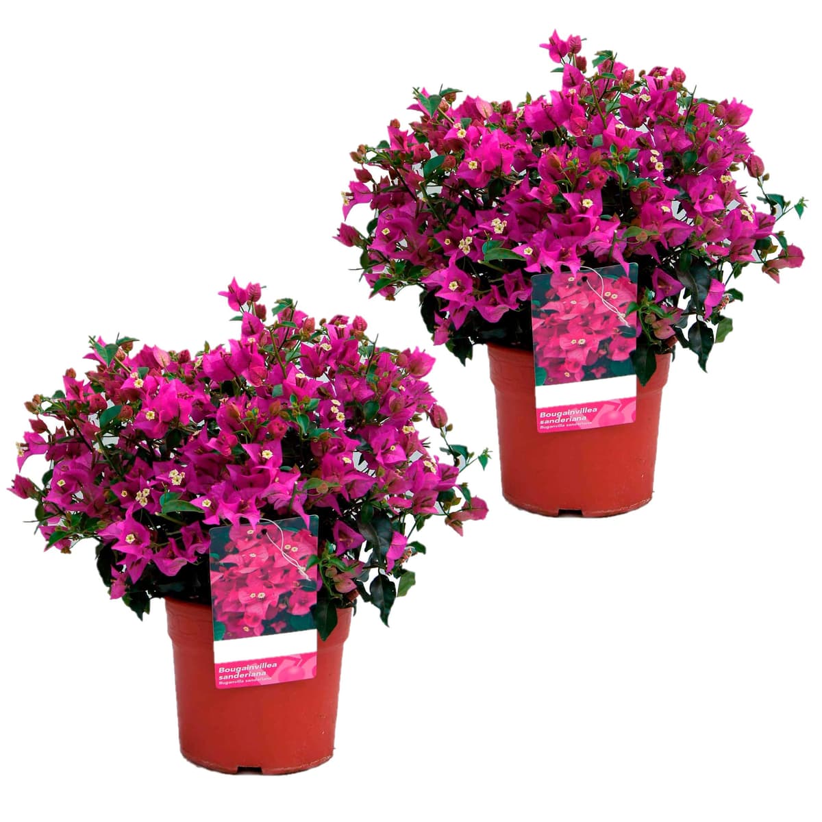 Buganvilla en Tutor Planta Natural - Bougainvillea planta viva - Planta Natural Decorativa trepadora (En tutor Roja) — view 4