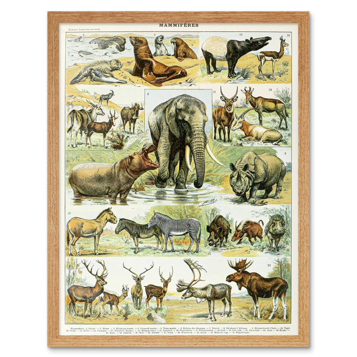 Artery8 Millot Encyclopedia Page Molluscs Shells Art Print Framed Poster Wall Decor 12x16 inch — view 134