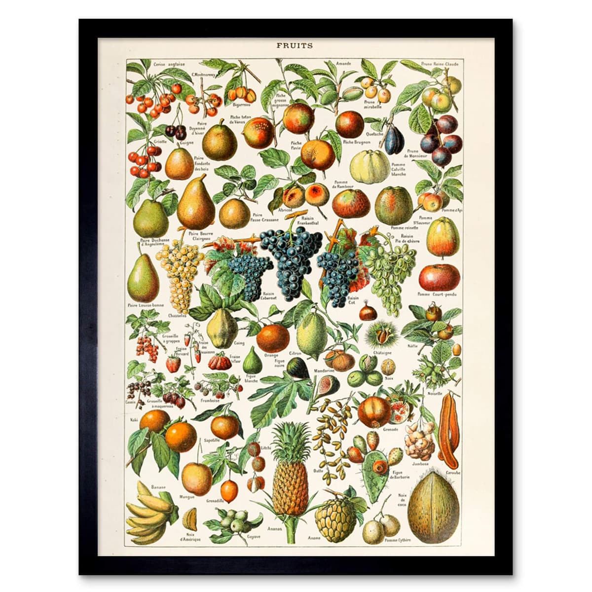 Artery8 Millot Encyclopedia Page Molluscs Shells Art Print Framed Poster Wall Decor 12x16 inch — view 144