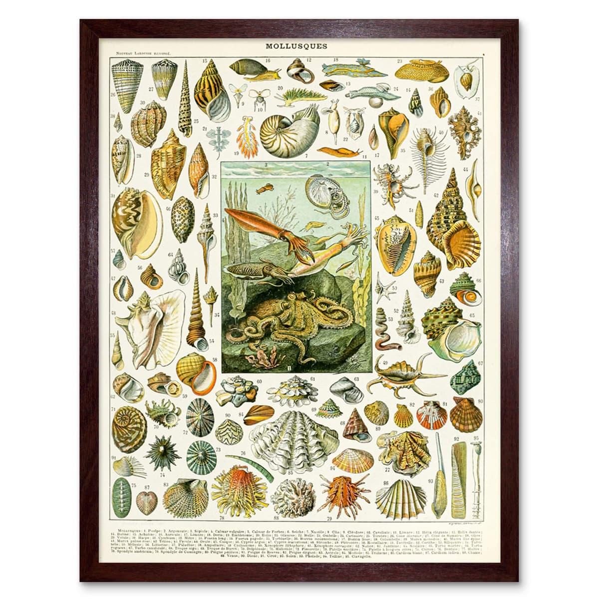 Artery8 Millot Encyclopedia Page Molluscs Shells Art Print Framed Poster Wall Decor 12x16 inch — view 101