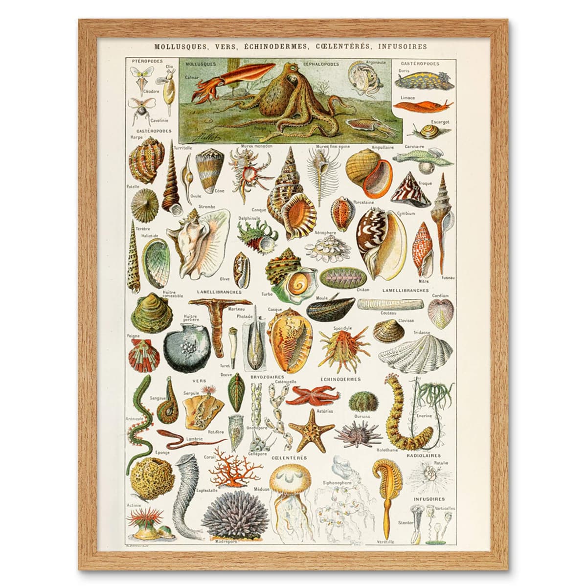 Artery8 Millot Encyclopedia Page Molluscs Shells Art Print Framed Poster Wall Decor 12x16 inch — view 142