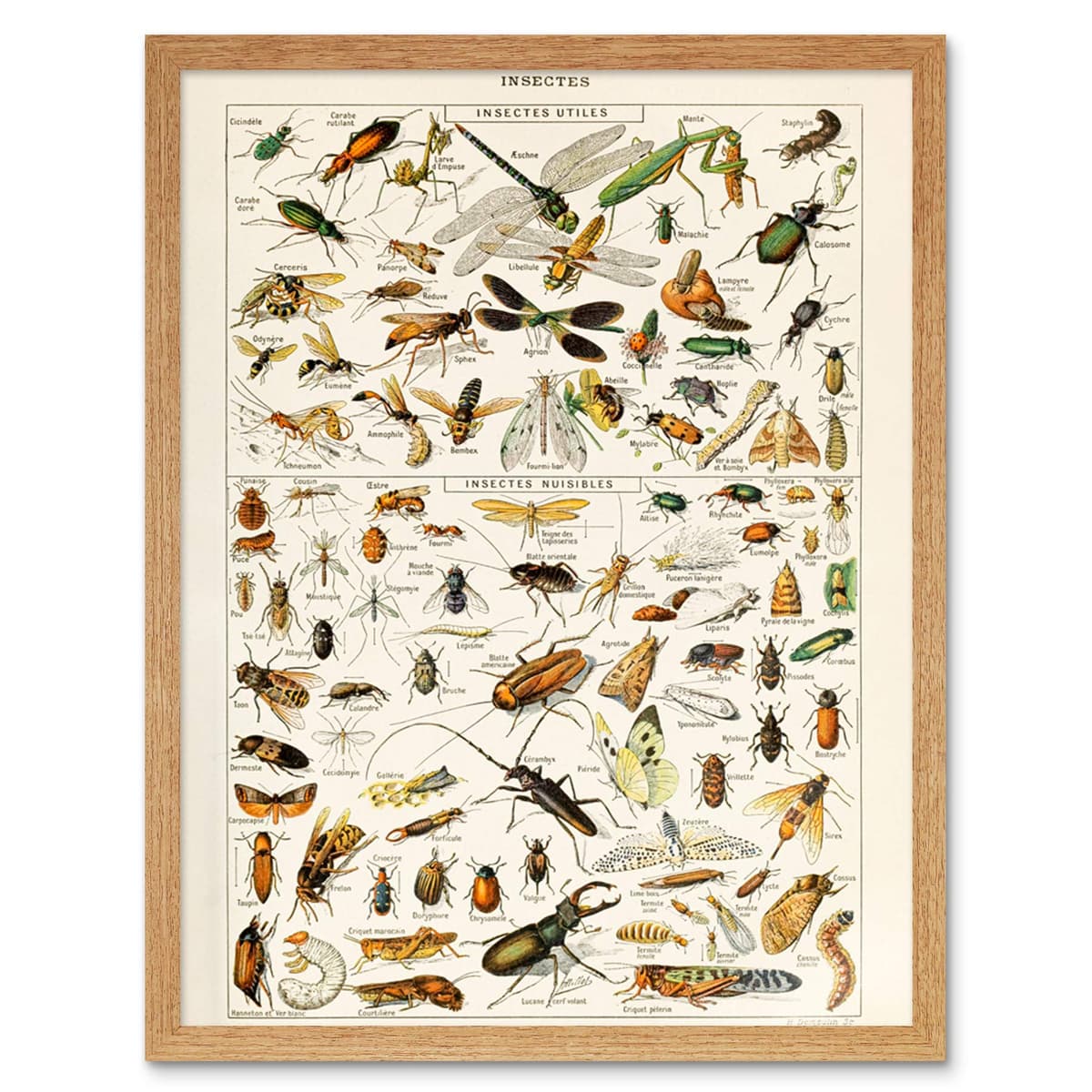 Artery8 Millot Encyclopedia Page Molluscs Shells Art Print Framed Poster Wall Decor 12x16 inch — view 99