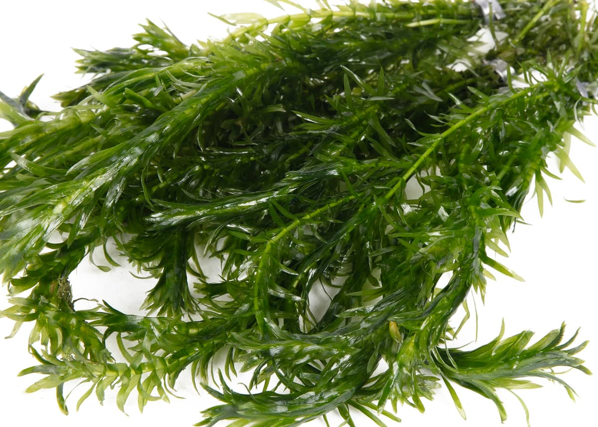 Lincolnshire Pond Plants Ltd - 20 Stems x Oxygenating Weed Live Pond Plant ELODEA DENSA - Also Aquarium Aquatic Plants (Weighted) — view 3