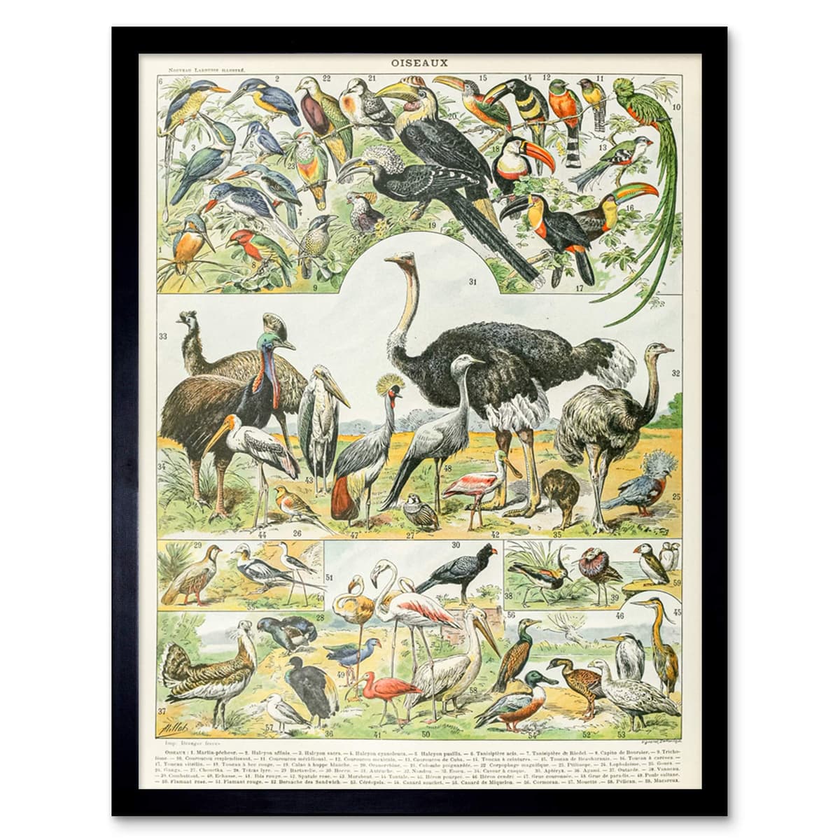 Artery8 Millot Encyclopedia Page Molluscs Shells Art Print Framed Poster Wall Decor 12x16 inch — view 128