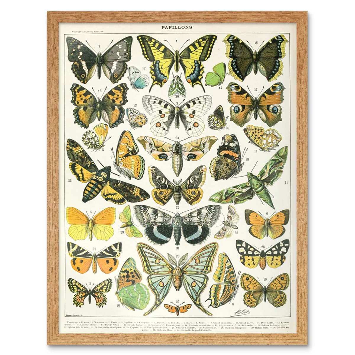 Artery8 Millot Encyclopedia Page Molluscs Shells Art Print Framed Poster Wall Decor 12x16 inch — view 114