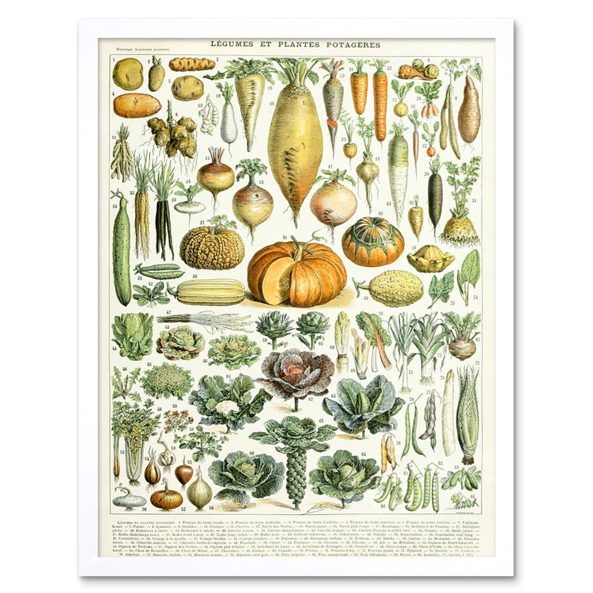 Artery8 Millot Encyclopedia Page Molluscs Shells Art Print Framed Poster Wall Decor 12x16 inch — view 47
