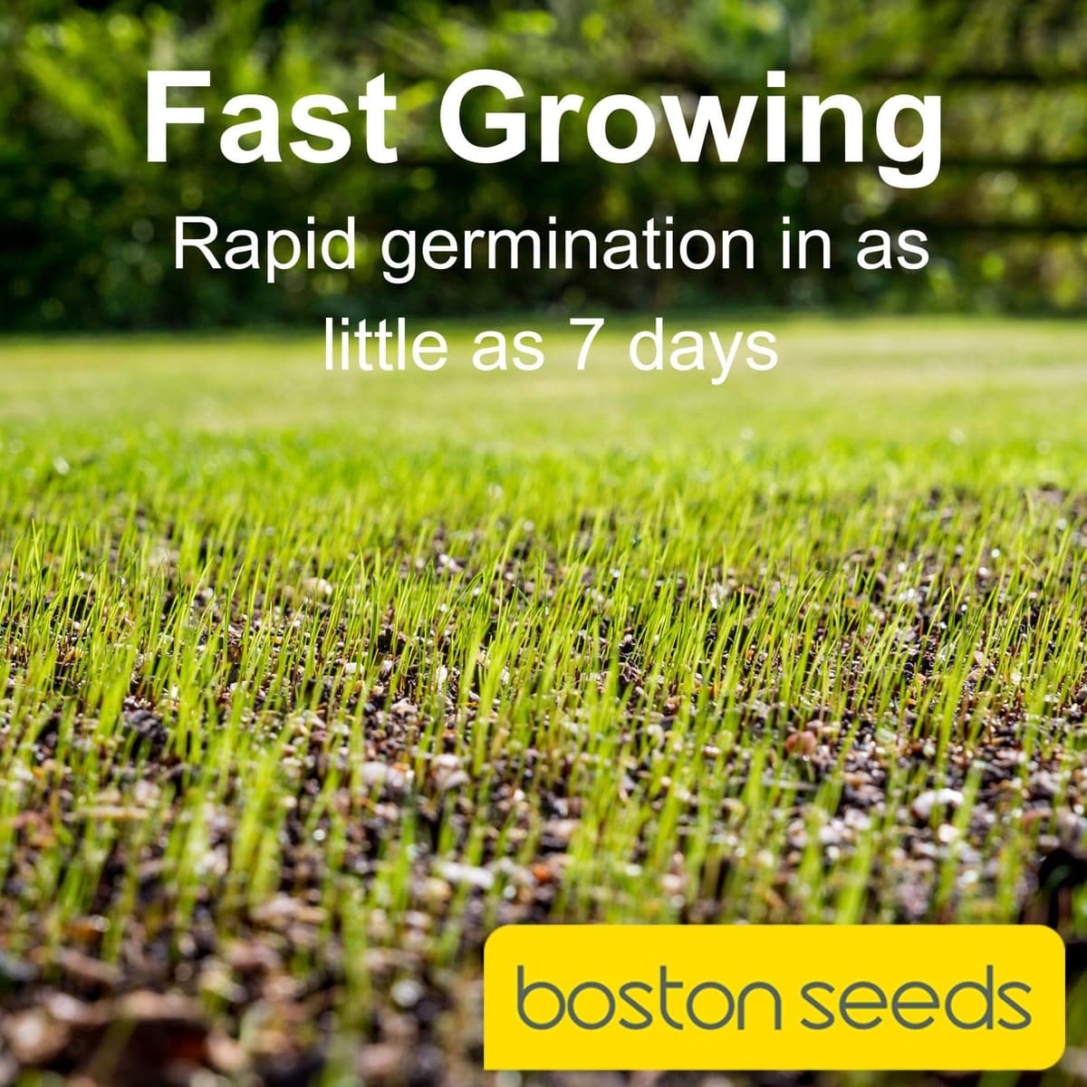 Boston Seeds Fast Growing Grass Seed - Hard Wearing Grass Seeds in Various Weights. Rapid Germination Seeds for Lawns & Landscapes (Eco - 5 Kilogram). — view 3