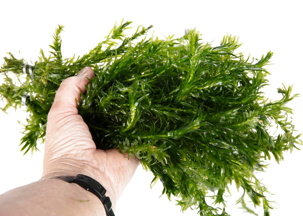 Lincolnshire Pond Plants Ltd - 20 Stems x Oxygenating Weed Live Pond Plant ELODEA DENSA - Also Aquarium Aquatic Plants (Weighted) — view 5