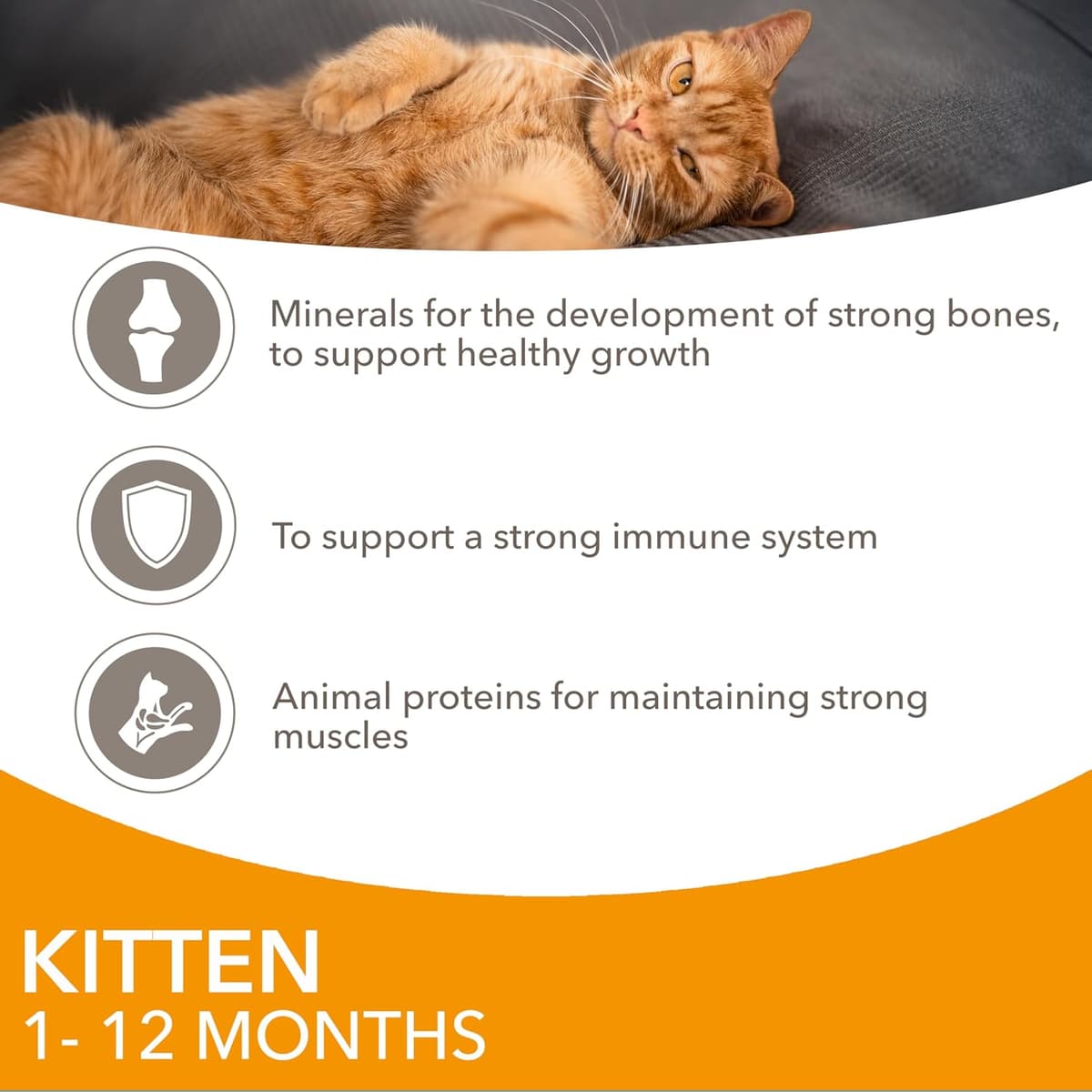 IAMS Kitten Wet Cat Food Chicken in Gravy 12 x 85g — view 4