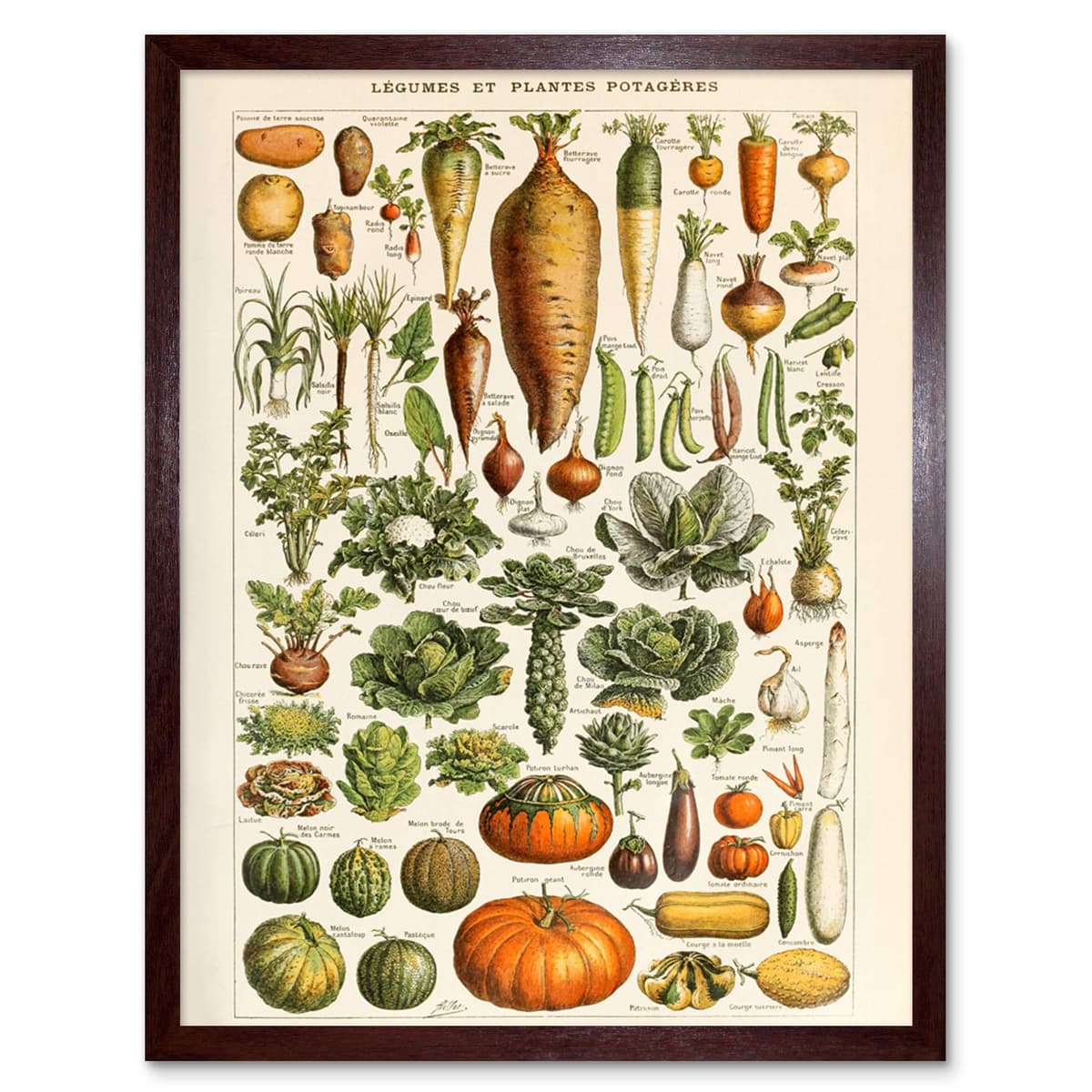 Artery8 Millot Encyclopedia Page Molluscs Shells Art Print Framed Poster Wall Decor 12x16 inch — view 52
