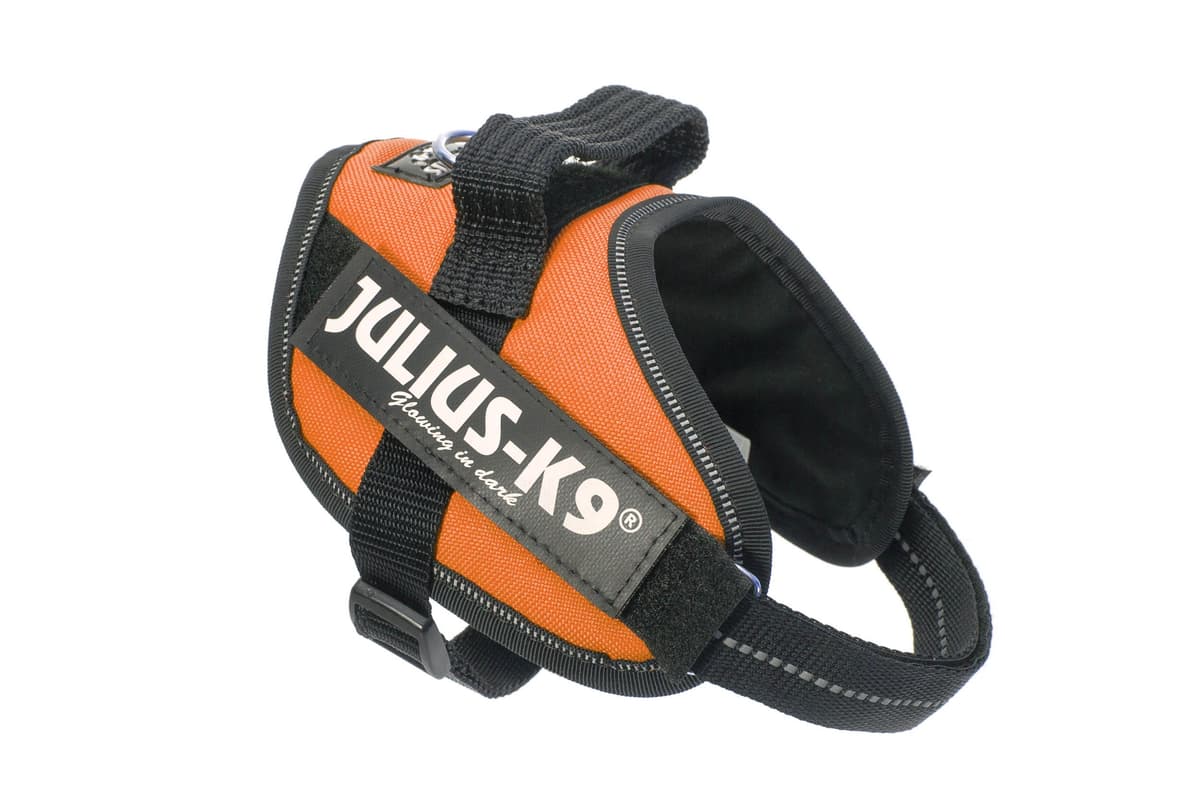Julius-K9, 16IDC-AM-M, IDC Powerharness, dog harness, Size: Mini, Aquamarine — view 454
